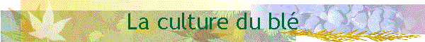 La culture du bl