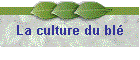 La culture du bl