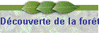 Dcouverte de la fort