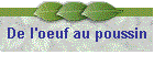 De l'oeuf au poussin